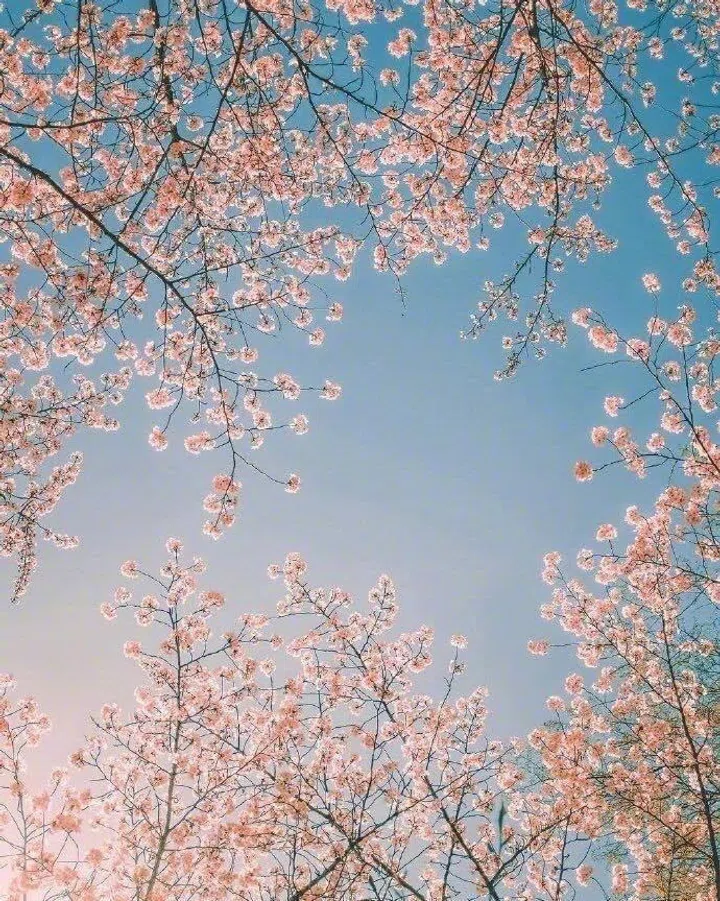 Cherry Blossom, Sakura Season, Travel, Flower 