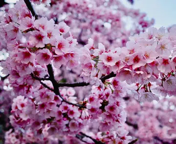 Cherry Blossom, Sakura, China , Travel 