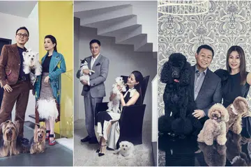 pets, dogs, cat