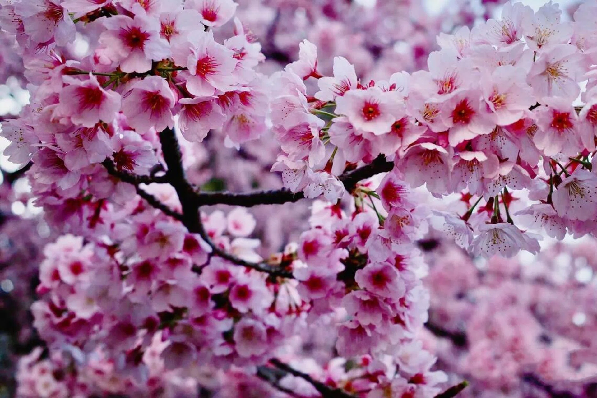 Cherry Blossom, Sakura, China , Travel 