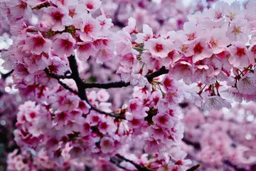 Cherry Blossom, Sakura, China , Travel 