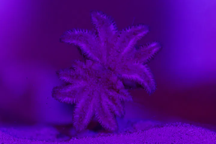 Singapore Oceanarium