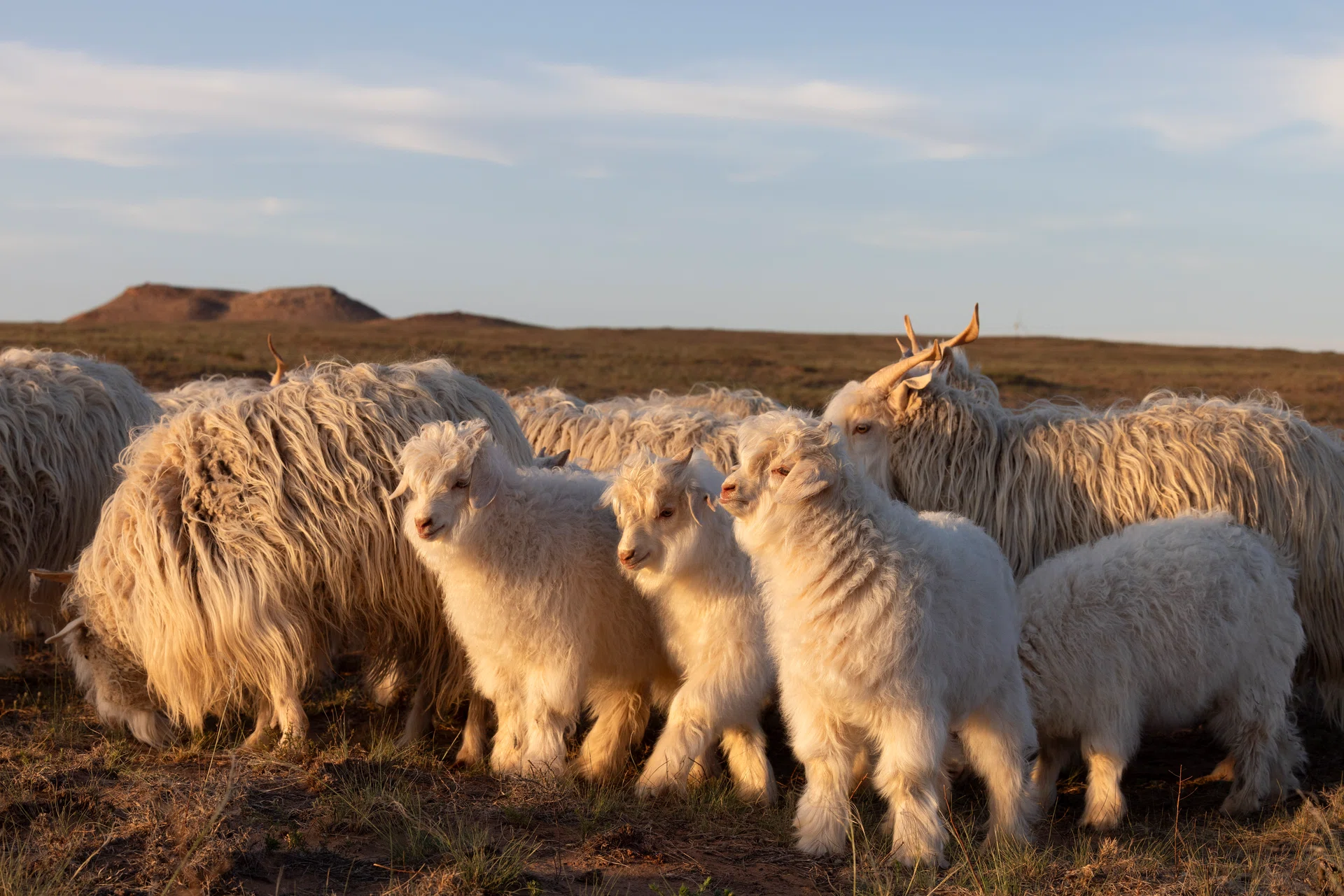Loro Piana Baby Cashmere®羊绒