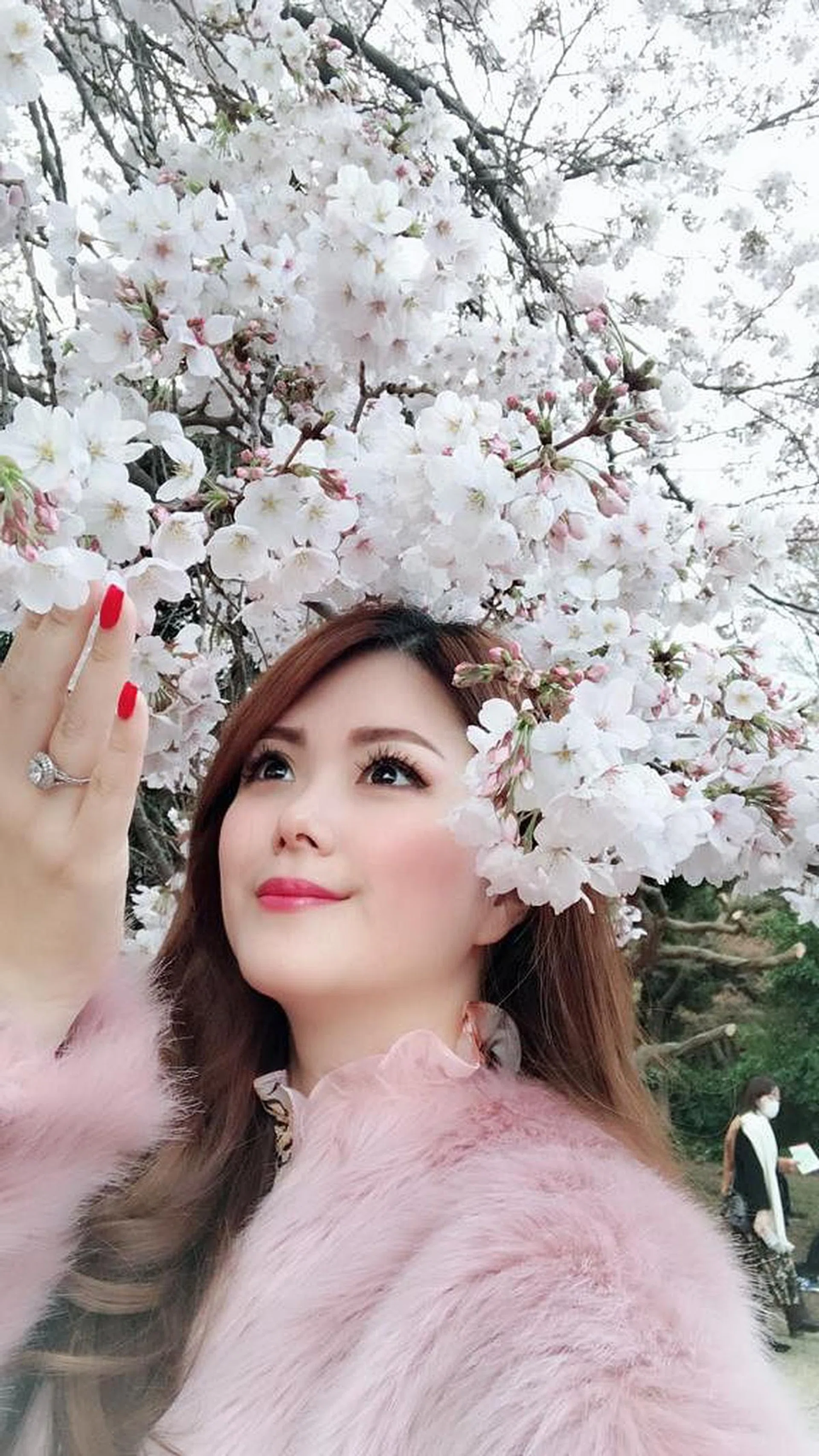 Sakura, Sakura season, Japan, trave