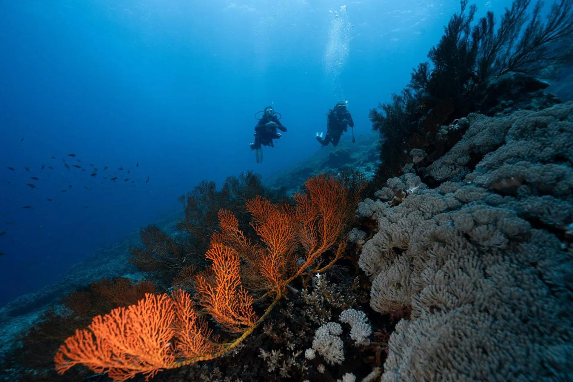 Rolex, Hope Spot, Mission Blue, Perpetual Planet Initiative, Sylvia Earle, 劳力士, 希望点