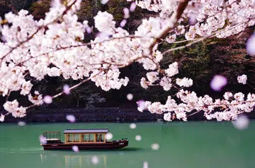 Hoshino Resorts， Kyoto Cherry Blossom