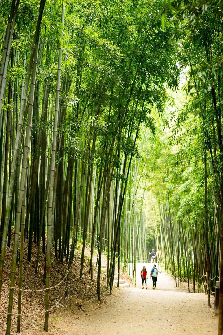 潭阳郡竹绿苑。因为竹子相比其他树木，会产生更多的负离子，因此在长约2.4公里的路上行走约一个小时，心情会不由地轻松畅快起来。（图：韩国旅游发展局）