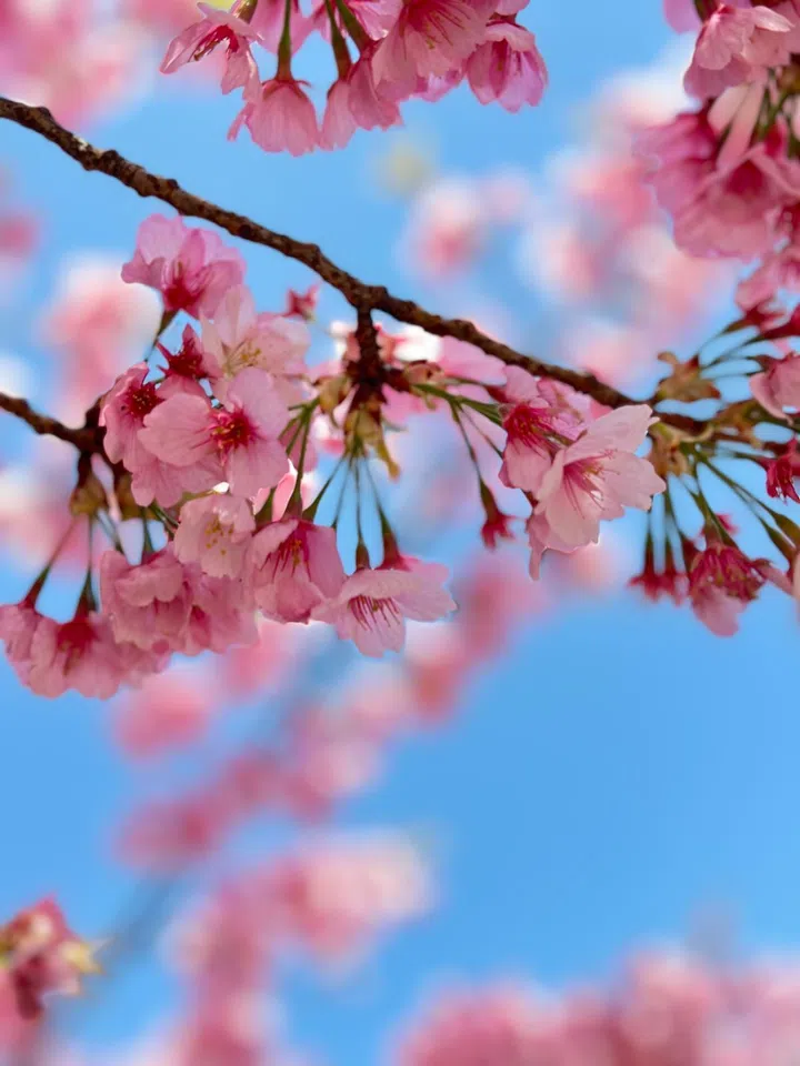 Cherry Blossom, Sakura, Japan, China, Travel