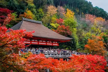 Lifestyle,Travel,Autumn,Japan