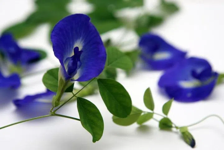 butterfly pea