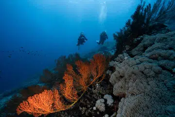 Rolex, Hope Spot, Mission Blue, Perpetual Planet Initiative, Sylvia Earle, 劳力士, 希望点