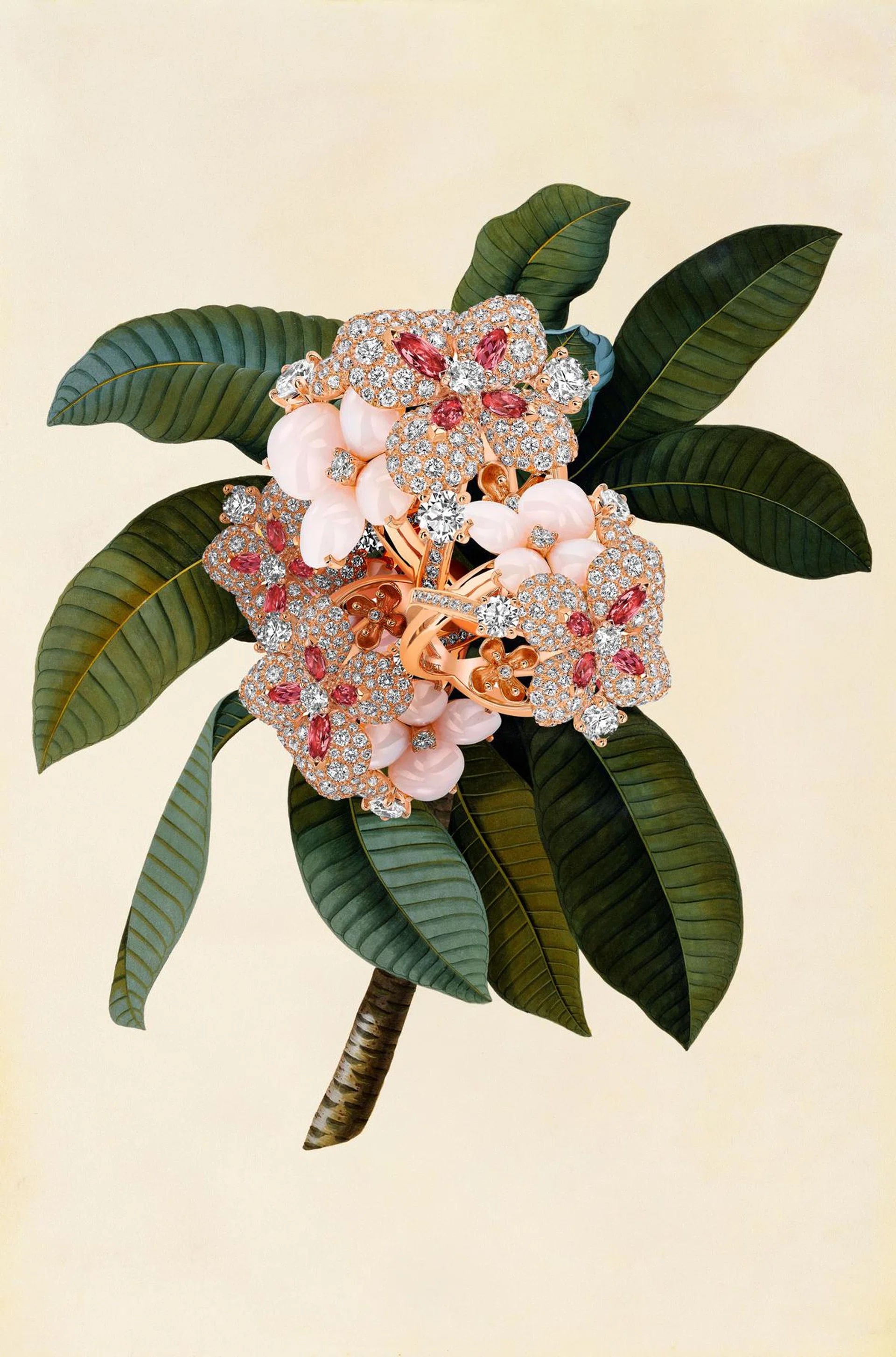 1737 --- Botanical Print of Frangipani by Johann Wilhelm Weinmann --- Image by © Stapleton Collection/Corbis