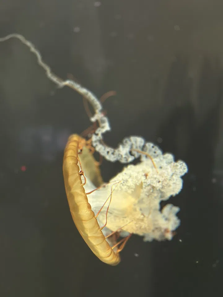 Singapore Oceanarium, jelly fish