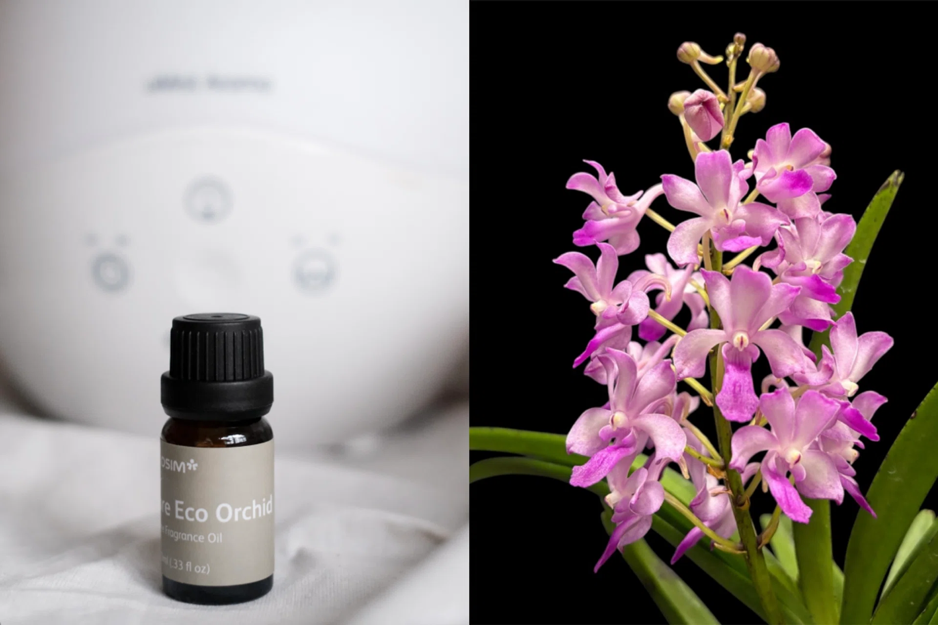 Singapore Eco Orchid