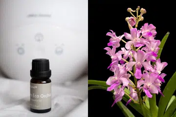Singapore Eco Orchid