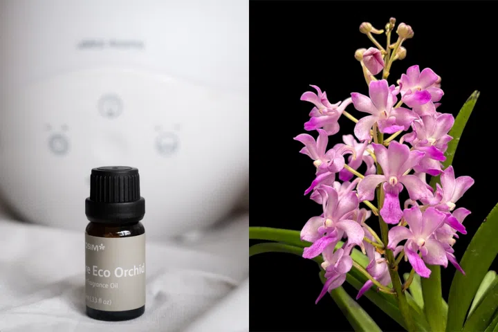 Singapore Eco Orchid