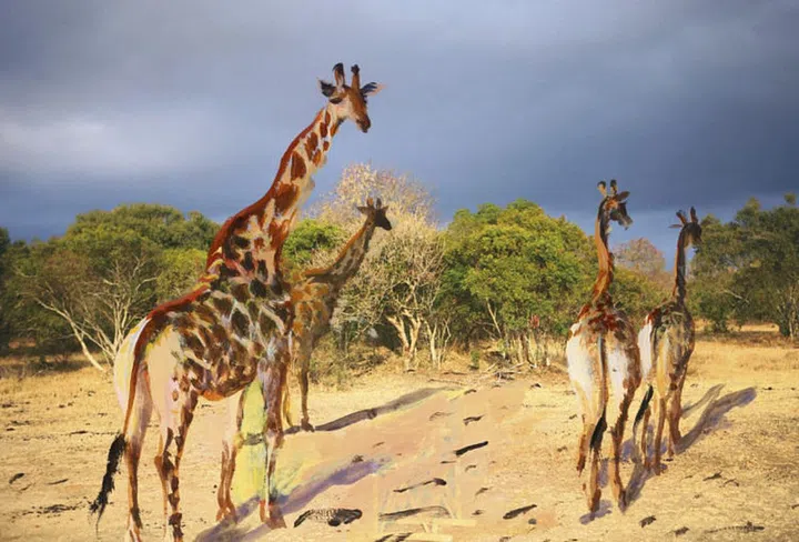 TRAVEL_BOOK_SOUTH_AFRICA_4