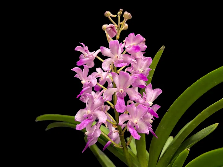 Singapore Eco Orchid