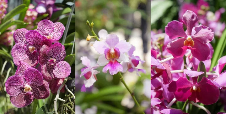 Orchids Gardens by the Bay