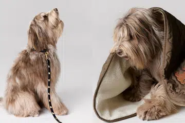 Celine Dog Accessories, Celine Pet, Fashion