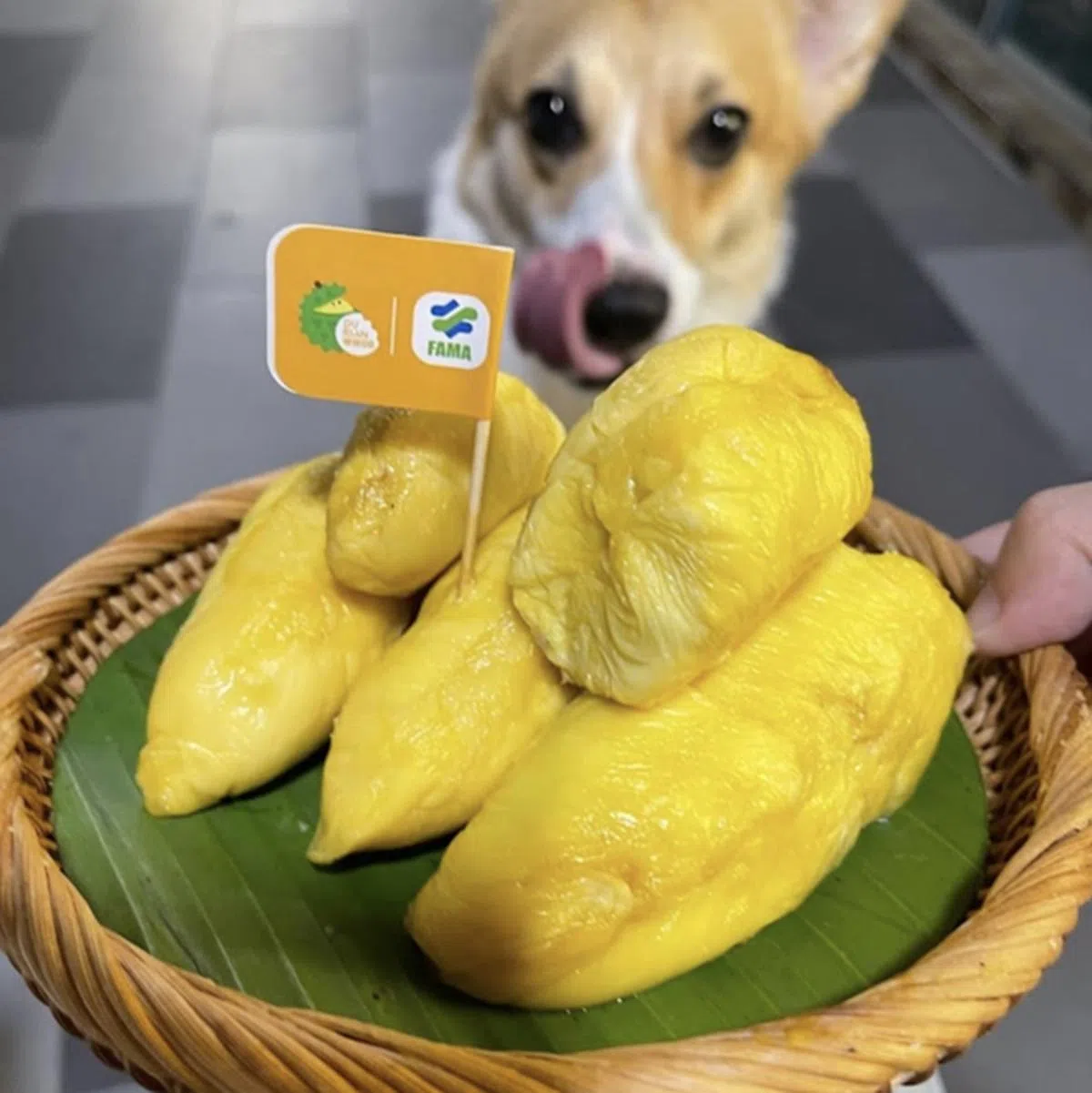 11间让你解馋的榴莲专卖店- NUYOU SINGAPORE《女友》 - 最时尚中文杂志| NUYOU Singapore