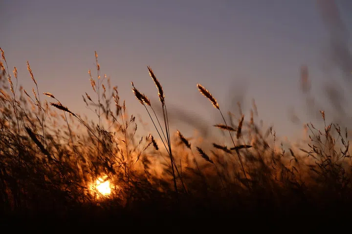 夕阳接近地平线，橙金色的光从一片随风摇曳的野草间穿透而出，照亮草穗边缘，形成细致的金色轮廓光。前景与背景的草叶部分失焦，营造出层次感与柔软的视觉节奏，天空由暖橘渐变至淡紫灰色，呈现日落时分宁静而温暖的气氛。画面强调自然中短暂却明亮的光影瞬间，带出时间流动的感觉。林道锦《谁在缝隙里种光》