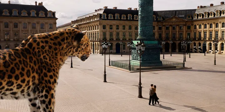 在Cartier全新广告中，猎豹意象守护在爱侣身旁，为爱赋予无畏与灵感