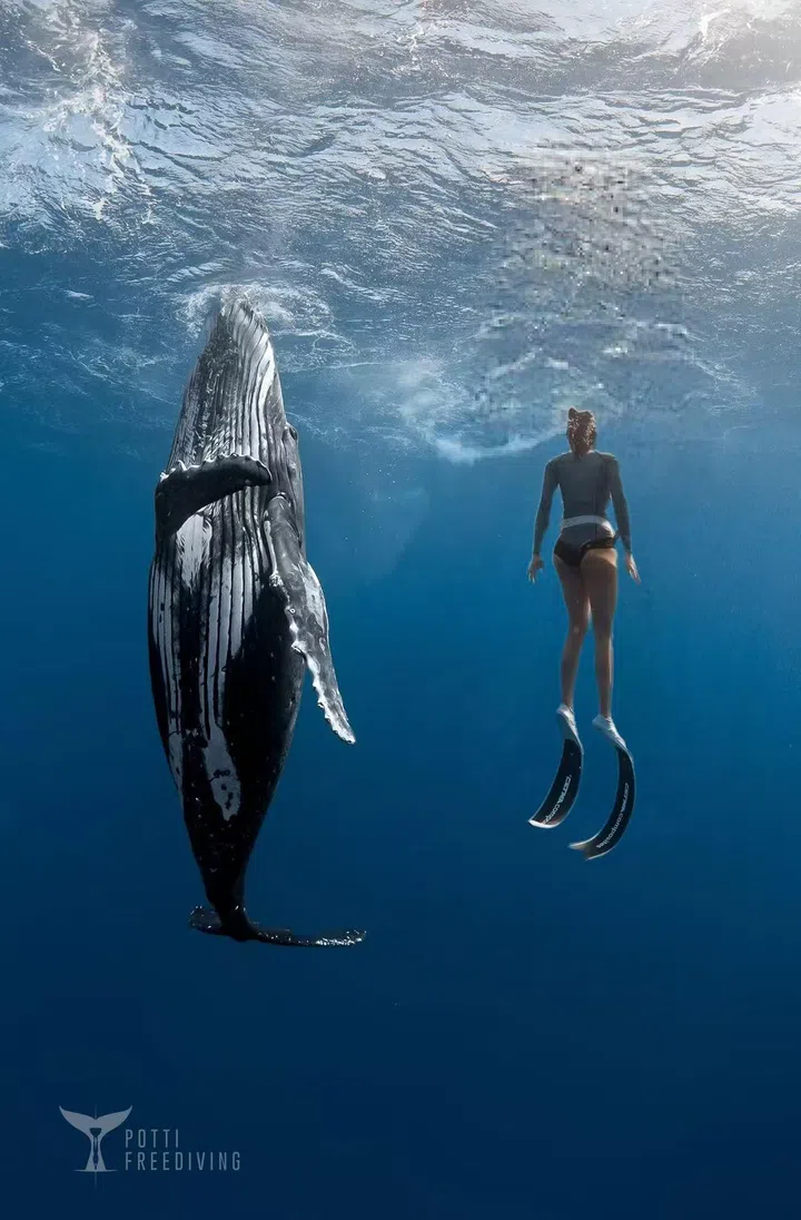 Nicole在汤加追寻鲸鱼时，拍下了与熟睡大翅鲸同游的画面。（图：Nicole Wang提供）