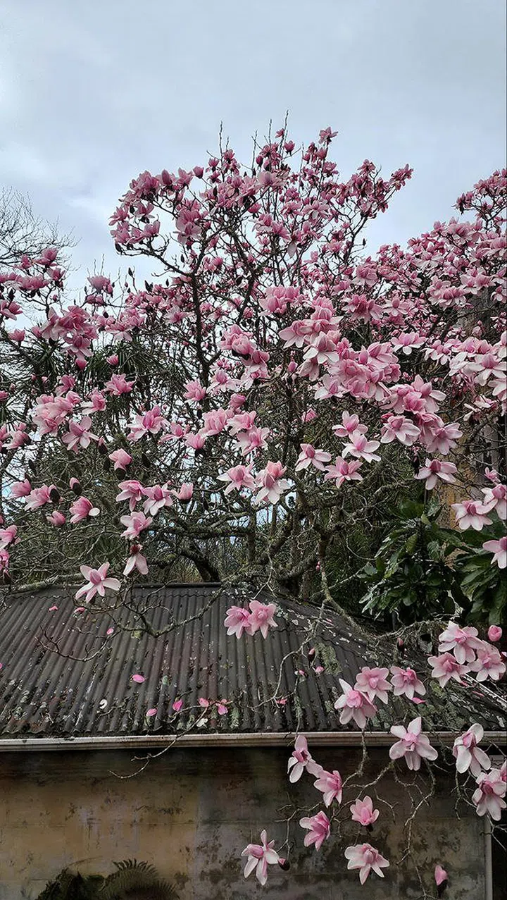 chen xi 陈熙