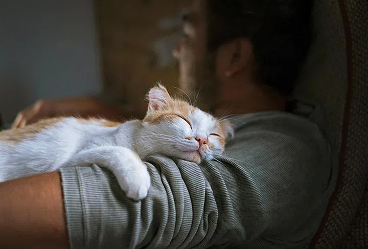 Cute smiling happy cat lying on the man's shoulder.