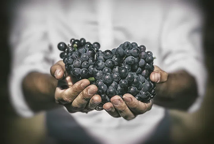 图 © Charles Lafon Dom Pérignon