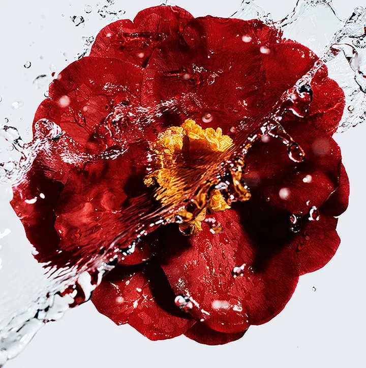 chanel n1 红色山茶花