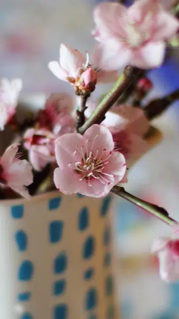 一束粉色系春季花枝插在白底蓝点陶瓷花瓶中，花朵盛开与含苞交错，花瓣细致柔嫩，枝干自然延伸向画面右侧。背景以浅色虚化处理，带有柔和的彩色斑点与一支模糊的蓝色笔状物体，整体营造出温柔清新的春日氛围，适合作为新年居家布置与年花装饰示意图。
