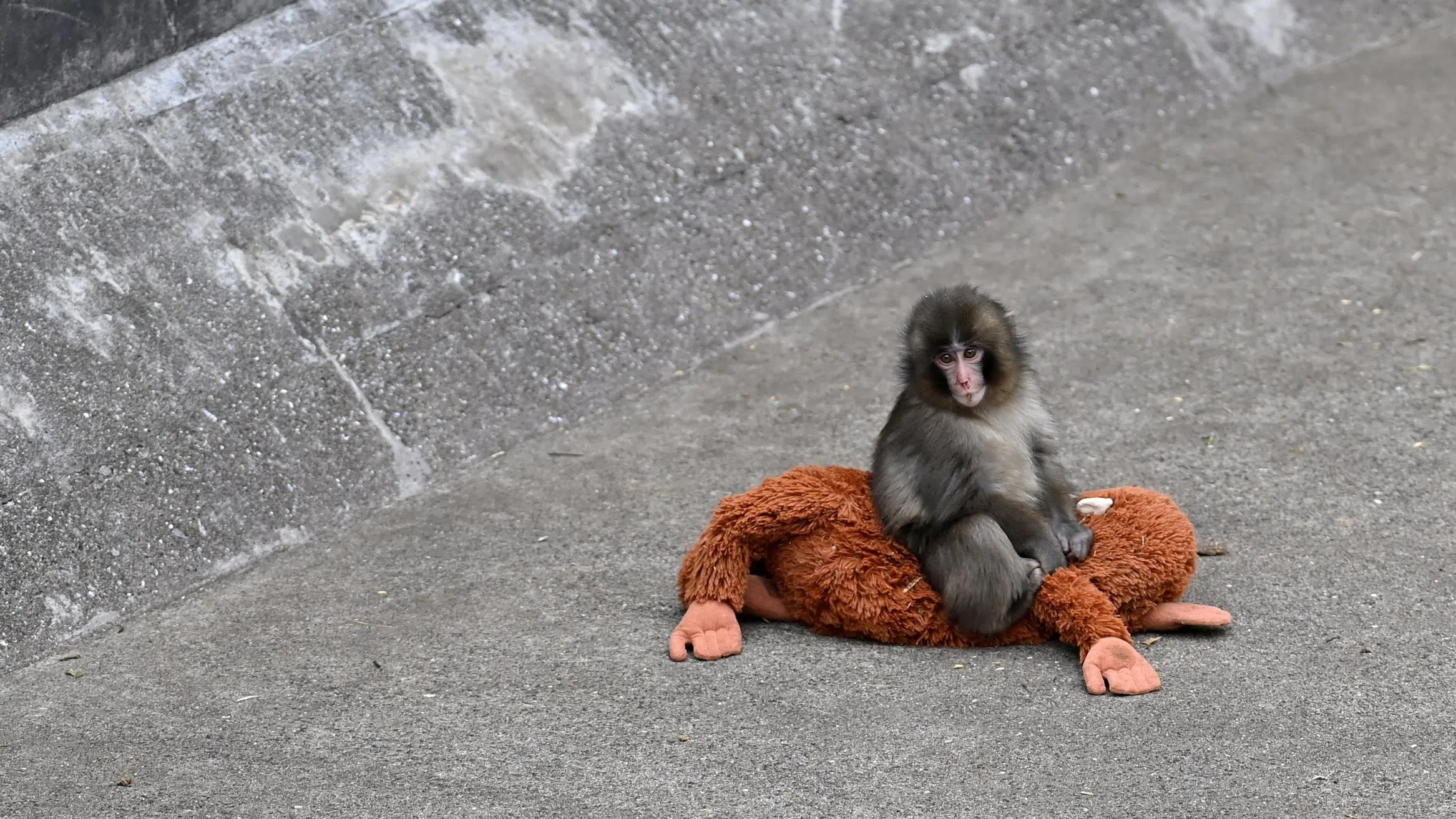 小猴Panchi坐在日本市川市动物园的水泥地上，紧紧抱着一只棕色猩猩绒毛玩偶，身体微微蜷缩，眼神显得无助又孤单。这只被母猴遗弃的小猴因依赖玩偶获得安全感而在网络上爆红，成为象征陪伴与情感寄托的疗愈系动物形象。