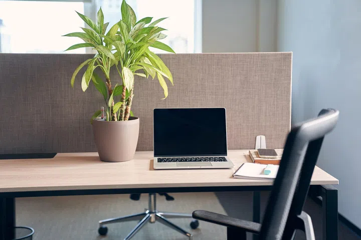 风水贴士2：靠植物促进健康