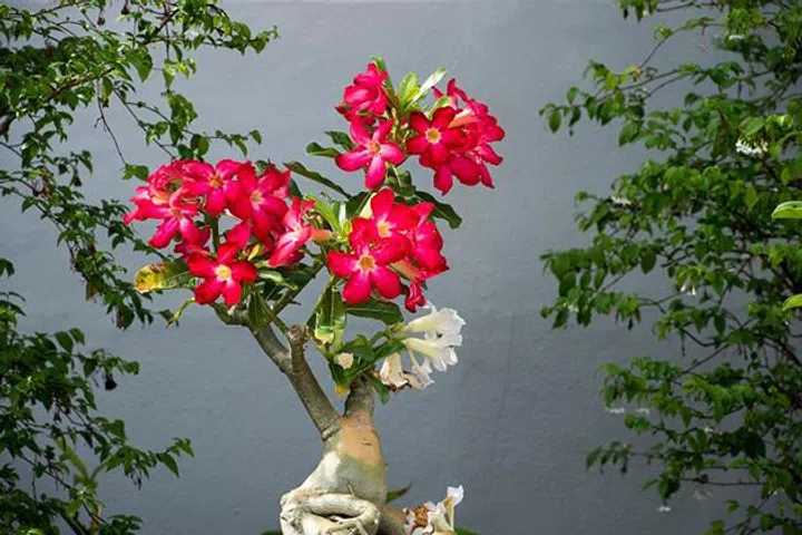The brightly red  flowers of the desert rose with poisonous sap and swollen stem.