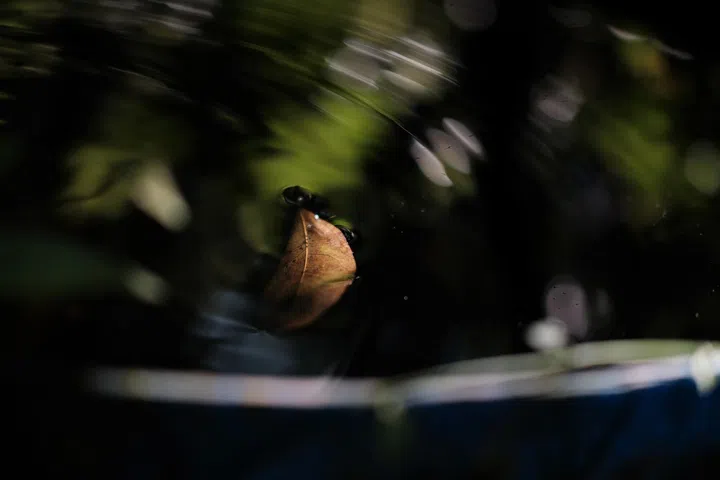 一片棕色落叶静静漂浮在深色水面上，叶片周围泛起细小的水纹与气泡。前景与背景被失焦的深色枝叶与绿色光影包围，只在中央留下一小块清晰区域，让视线集中在水面上的落叶。水面反射出斑驳的亮点与模糊的绿色倒影，营造出安静而内敛的氛围，呈现自然中短暂却被留住的光与时间感。林道锦《谁在缝隙里种光》