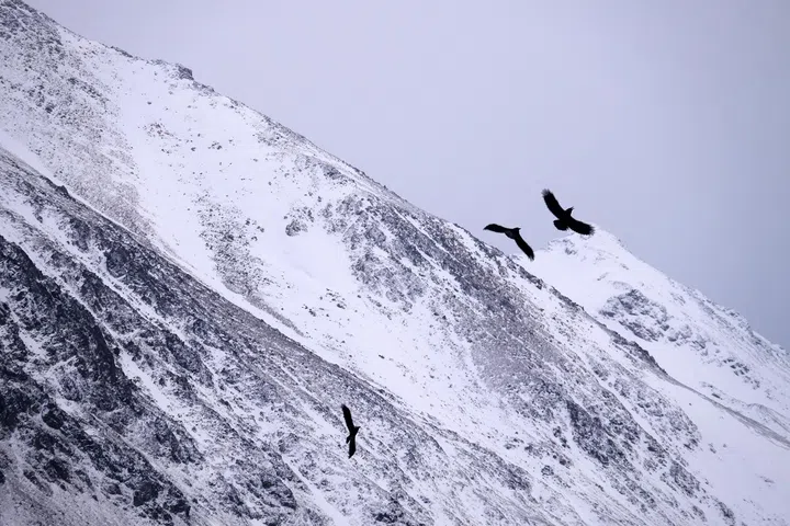 覆盖白雪的山峰斜向延伸，占据画面大部分空间，岩石与积雪交错形成清晰的纹理层次。灰白色天空下，三只黑色飞鸟在山峰前方展翅飞行，分布在不同高度，形成动态节奏，与静止的雪山形成对比。整体画面色调冷静而克制，强调自然环境中的辽阔感与孤独感，也突显光线在雪地表面反射出的柔和亮度。林道锦《谁在缝隙里种光》
