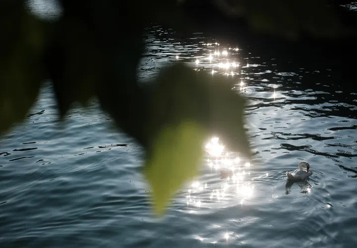 一片湖面在阳光照射下泛起细碎波纹，水面反射出点点闪烁的亮光，如星光般分布在深蓝色水面上。画面右下方有一只白色水鸟在水中缓缓游动，身后留下轻微的水纹轨迹。前景左上角有几片失焦的绿色树叶垂入画面，形成自然的取景框效果，使视线集中在水面闪烁的光影与水鸟身上，整体氛围安静而温柔，强调自然中不显眼却持续存在的光。林道锦《谁在缝隙里种光》