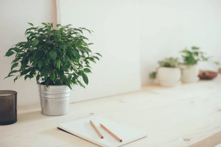 无论是在家或到办公室办公，若办公座位在角落，记得摆放植物来吸引正能量。如此能提高你的效率，还有助促进健康及体能。然而，请避免养仙人掌等带刺的植物，并且需要是真花，否则只会引来负能量，并影响你的自信和情绪