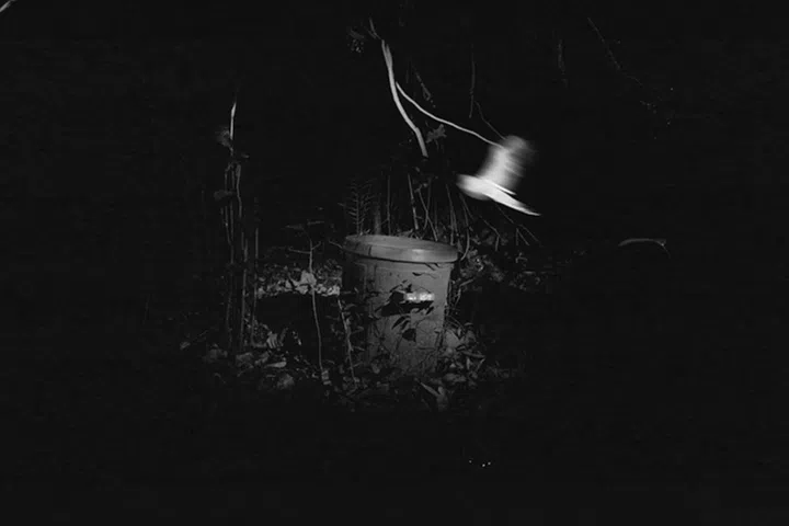 被视为废弃物的垃圾桶，转而成为鸟类喝水用的水坑