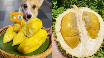 Durian Singapore