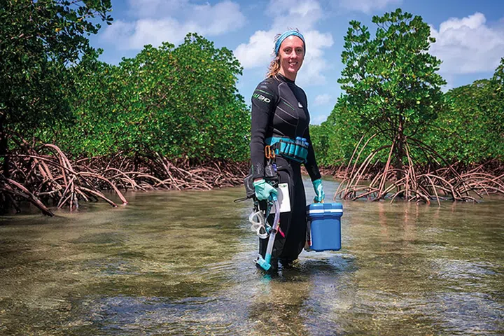 The Mangrove at Low Isles, off the shores of Port Douglas, where Emma Camp is studying hyper-resilient corals.