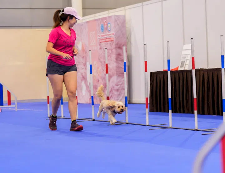 一位穿着粉色上衣的女子带着小狗在蓝色赛道上参加宠物敏捷比赛，小狗穿梭于障碍杆之间，现场气氛轻松愉。在新加坡去哪里玩？新加坡好玩推荐
