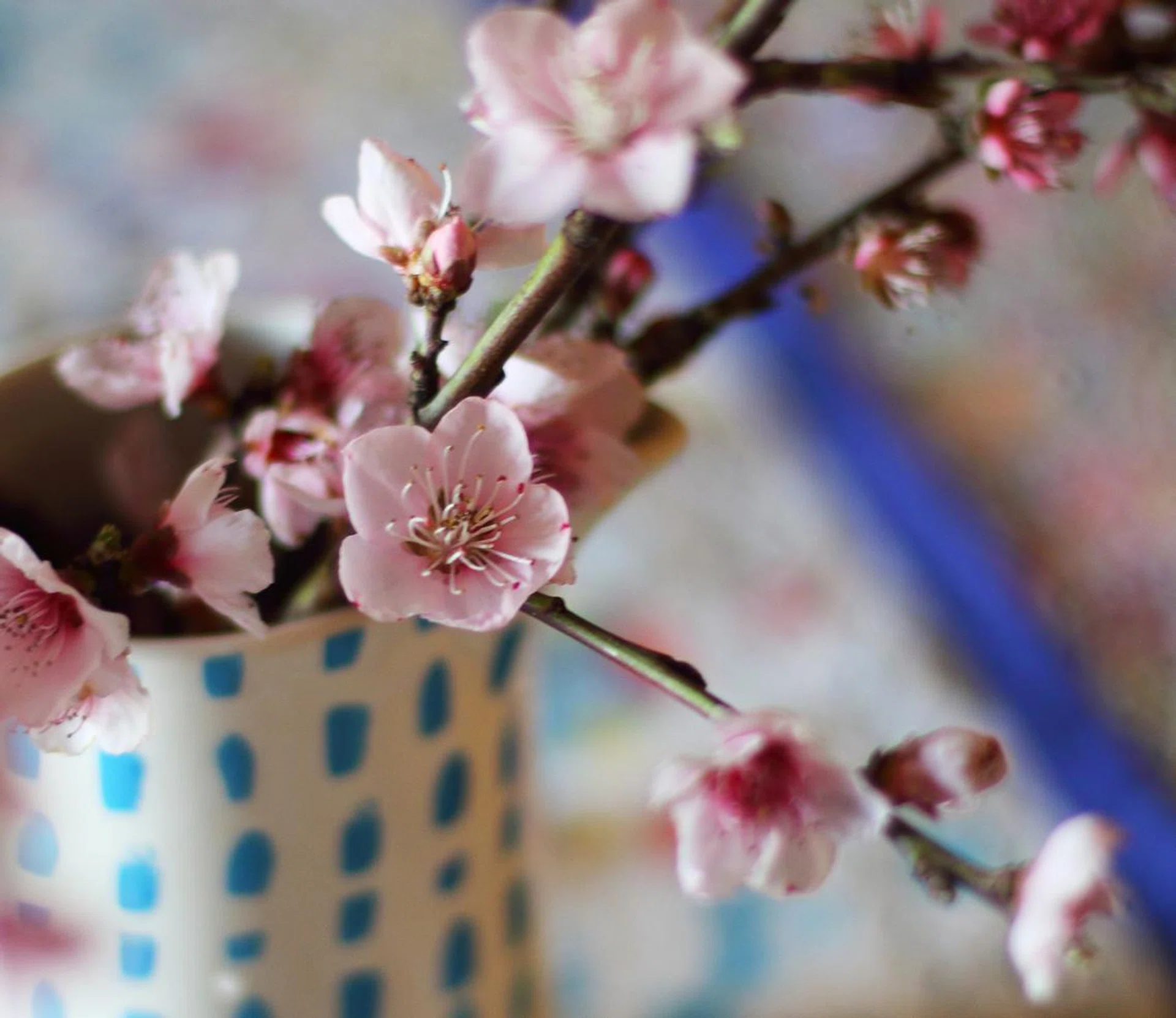 CNY 2026 CHINESE NEW YEAR 2026 农历新年 新加坡 农历新年2026 新春佳节 桃花开 桃花