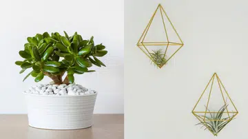 Zodiac Plants 星座植物