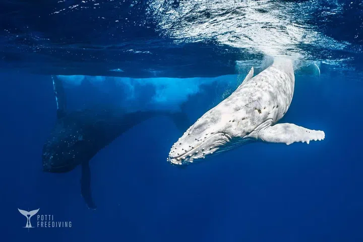 2024年8月在汤加发现的白化大翅鲸宝宝（图：Nicole提供）