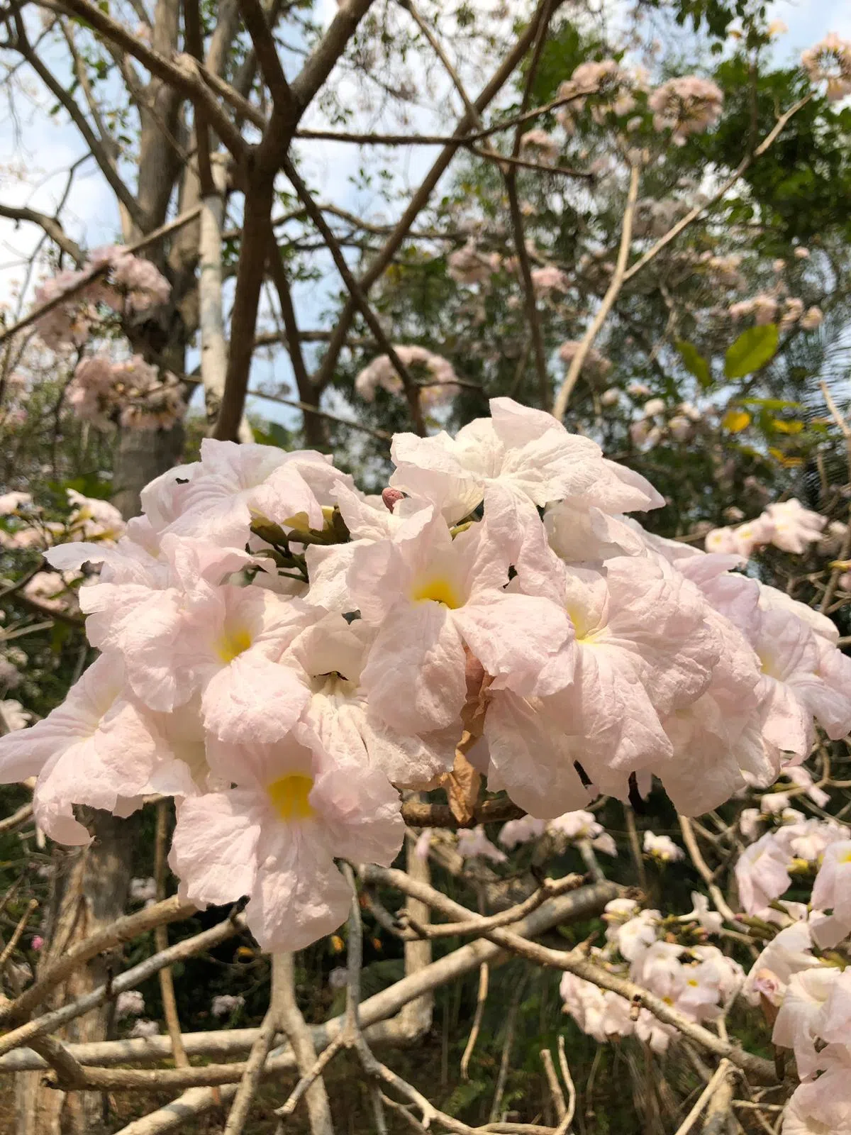  淡粉色风铃木。（国家公园局） 