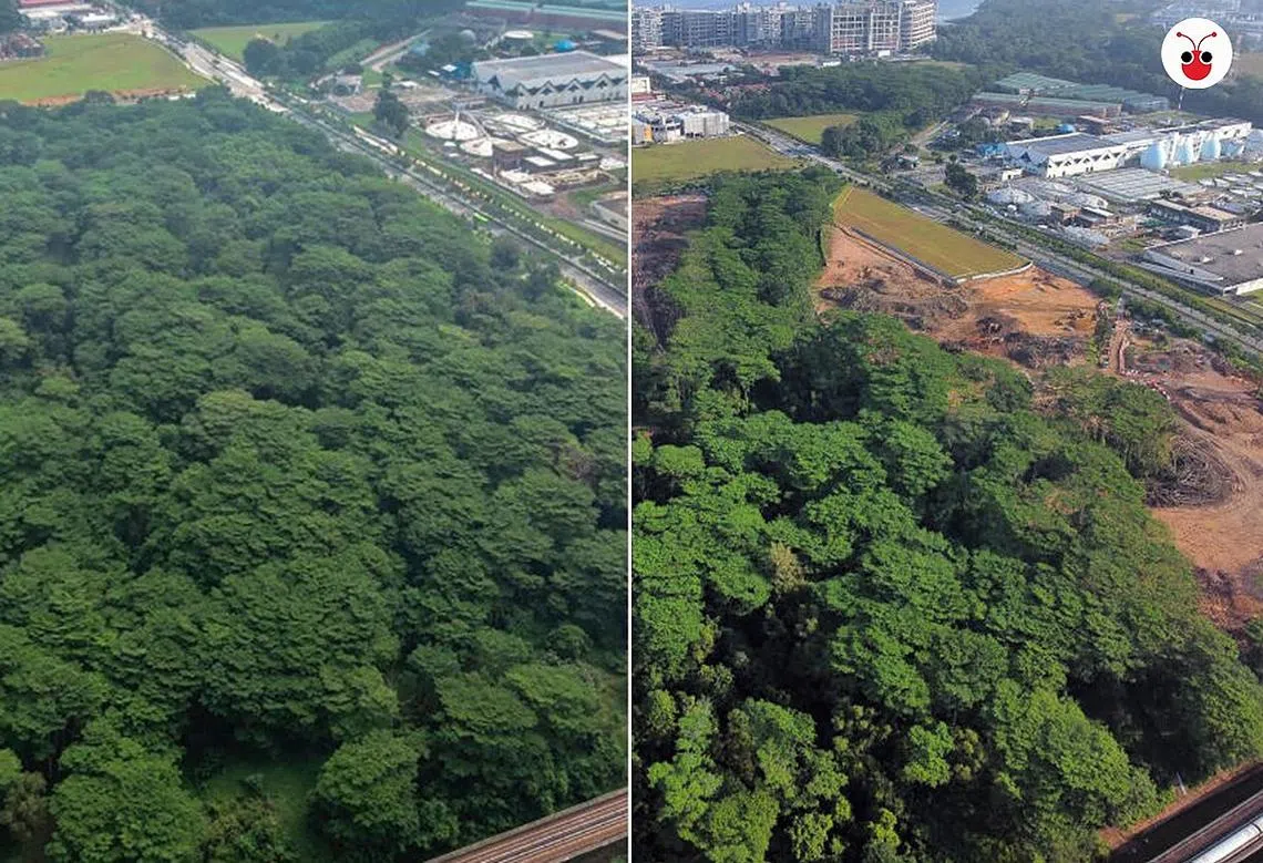 位于我国北部的克兰芝林地的2019年（左图）与2021年空拍图，明显可见林地“秃头了”。（利国伟面簿 / 红蚂蚁制图）