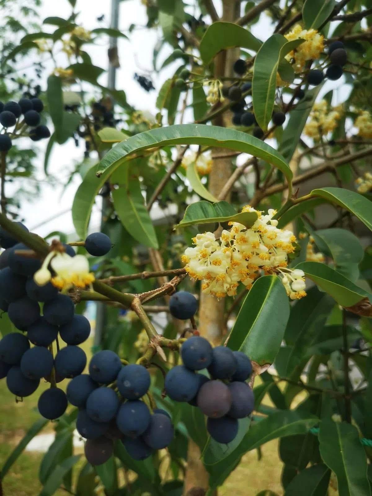  （国家公园局） 